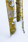 USA- Washington State. Bellevue fresh snow on Birch tree trunks Art Print